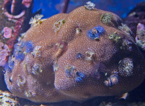 porites
