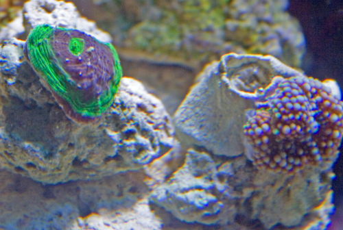 echinophylia og ricordea