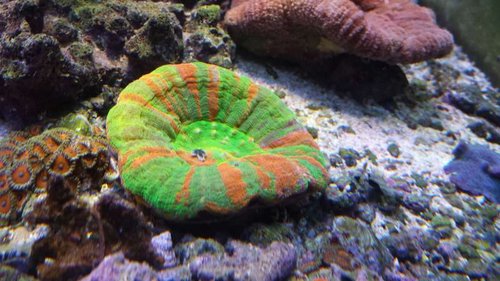Min nye Scolymis Australensi