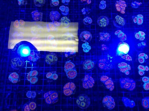 acan frags2.jpg