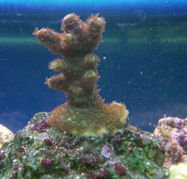 Acropora millepora 1.jpg