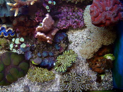 Squamosa, maxima, physogyra, caulastrea, acropora, lobophylia, heliopora, symphylia mv.
<br />(november 2004)
