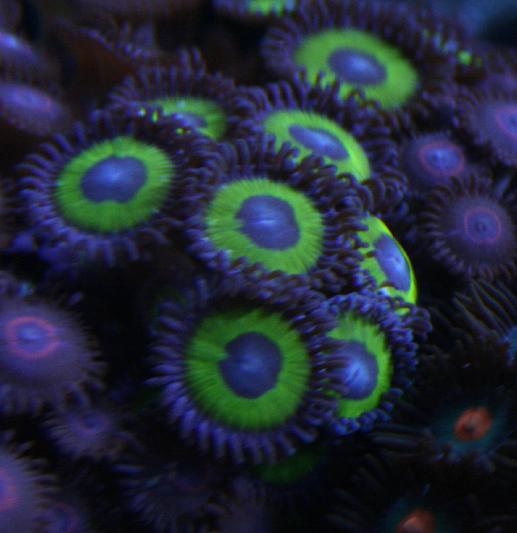 yellow n purple.jpg