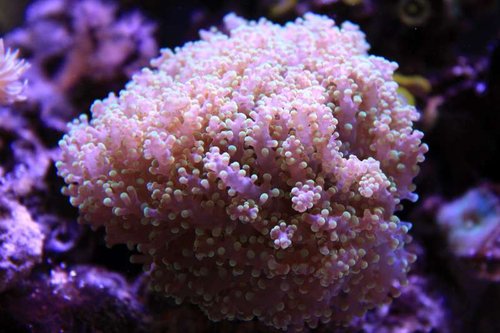 IMG_0522.JPG