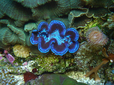 Maxima close-up
