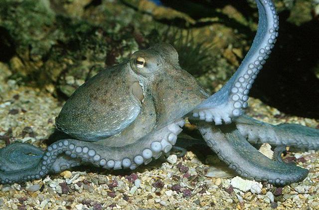 Octopus vulgaris (Medium) (Small).jpg