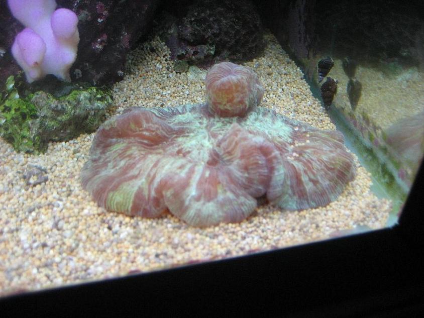 Welsophullia (og Stylophora pistillata) 2