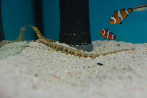 Unknown pipefish-1-Dyrehandleren.jpg