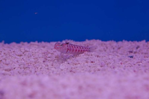 Unknown goby-2-1-Dyrehandleren.jpg