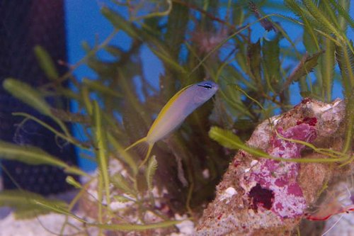 Unknown dottyback-1-Dyrehandleren.jpg