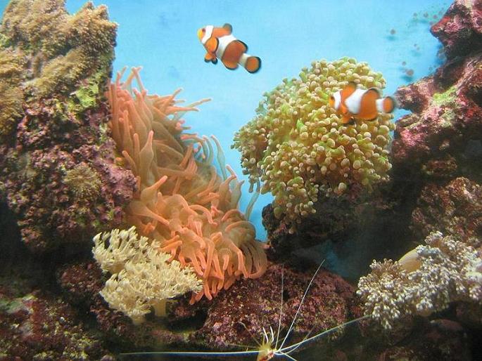 Vores anemone har lige fundet en plads over for euphylliaen.