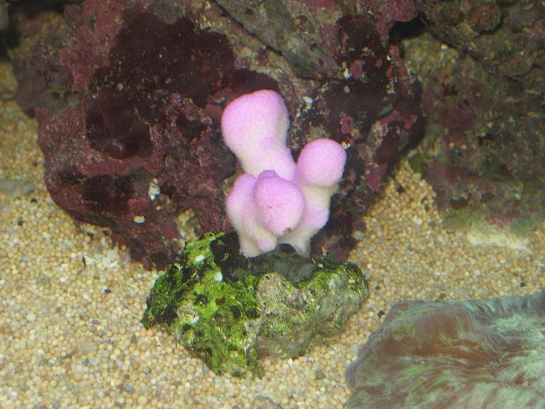 Vores nye Stylophora pistillata i pink