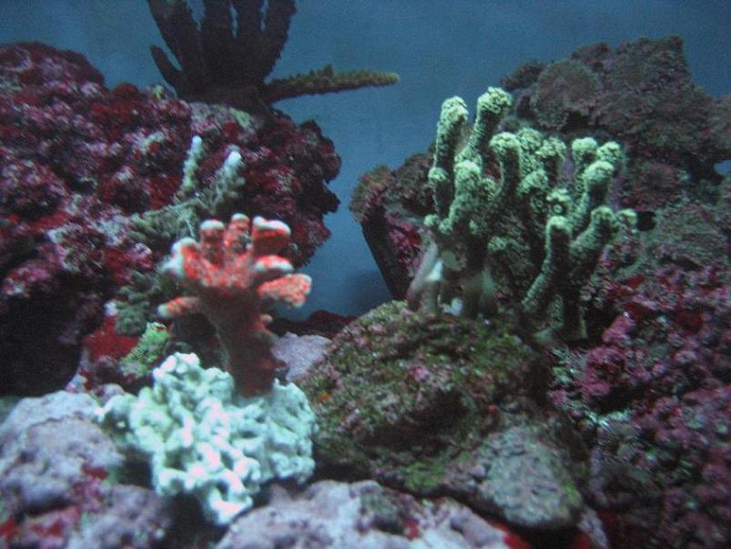 Montipora og caliendrum