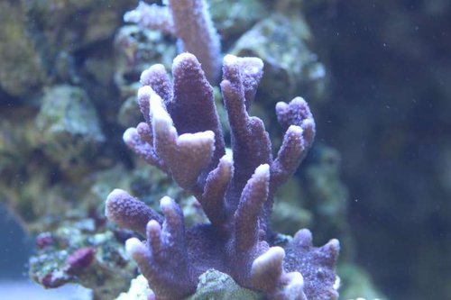 Montipora digitata knald lilla