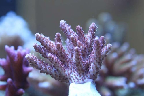 Acropora hyacintus