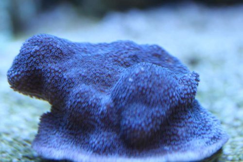 Montipora Mollis