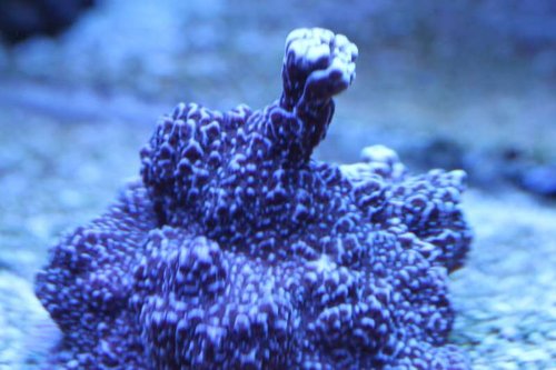 Meget dårligt pics af Montipora vietnamensis