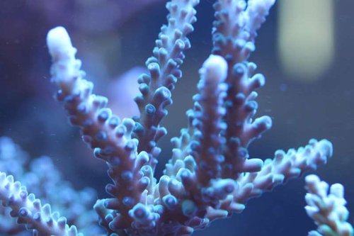 Acropora divaricata???