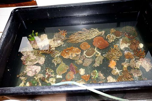Bartels akvarium-29.jpg