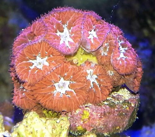 Tilfreds Blastomussa.jpg
