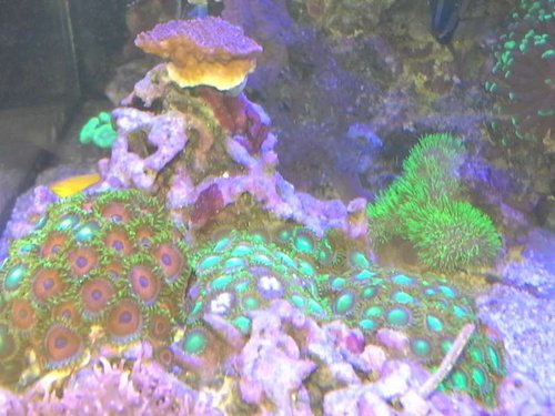 Zoas.jpg