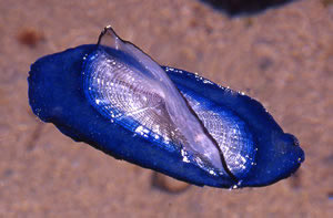 velella-velella.jpg