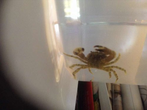 image.jpg (22.43 KiB) Vist 37779 gange Jeg fandt denne inde i en sten idag er der nogle der har et bud?