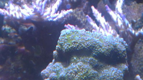 IMAG2136.jpg (38.53 KiB) Vist 11772 gange Rainbow, fra samme sending som Bingocallers forøvrigt.<br />Inde fra Klovnfisken ikke Mark?