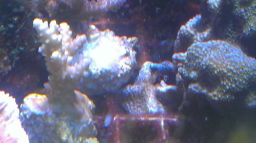 IMAG2135.jpg (35.9 KiB) Vist 11772 gange Den nye vækst. Det er svært at se på billedet, men polypperne er røde.<br />Den encruster ned på eegcraten. Jeg sltter den på en større disc når jeg får den lavet.