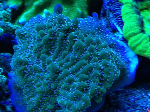 montipora undata true undata