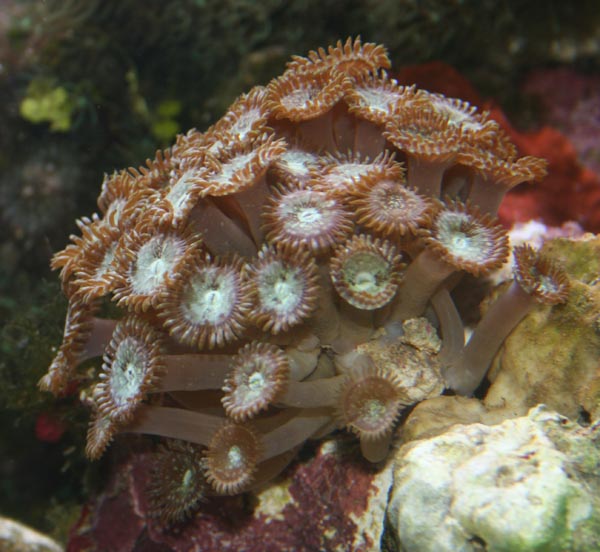 Zoanthus sp. lækker polyp, der er helt flourscerende &amp;quot;hvid&amp;quot; i midten, kameraet fanger det desværre ikke helt.