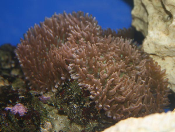 Rhodactis sp. - super fed skiveanemone, jeg har 4 stk, på hver 7-8 cm. i diameter.