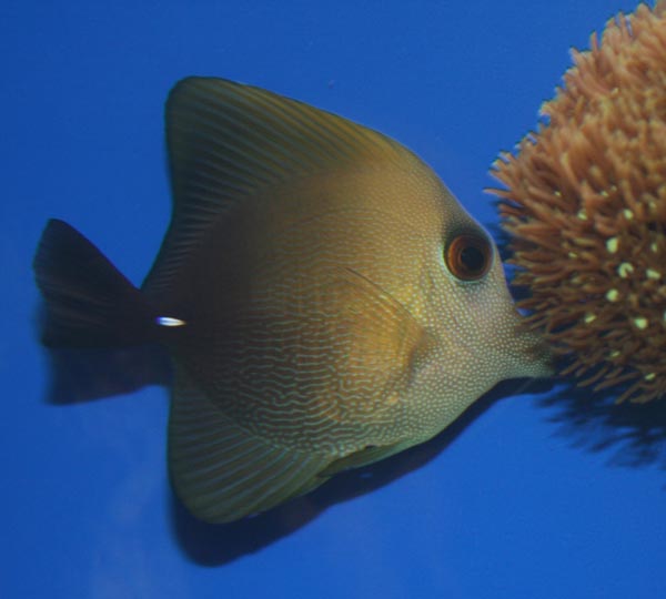 Zebrasoma scopas - fed kirug, måske ikke så skarp i farverne, men mønstret på den er lækkert!