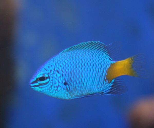 Gulhalet damsel. Lille, lækker fisk