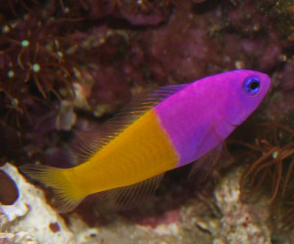 P. paccagnellae - fin lille &amp;quot;vingummifisk&amp;quot;