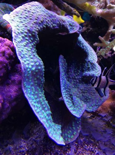 Echinopora lamellosa - Großpolypige Steinkoralle