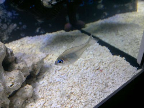 Apogon leptacanthus