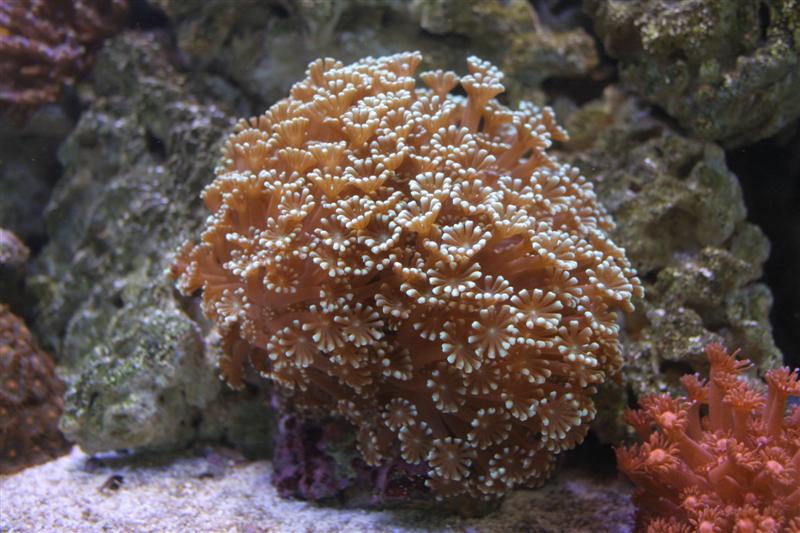 Alveopora