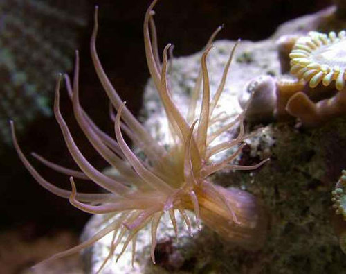 Glasrose