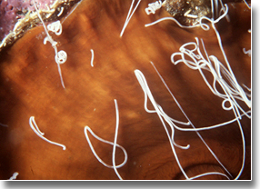 In some anthozoans, such as this temperate-latitude<br />sea anemone Metridium sp., the filaments can be<br />squeezed out of pores in the body wall 3X