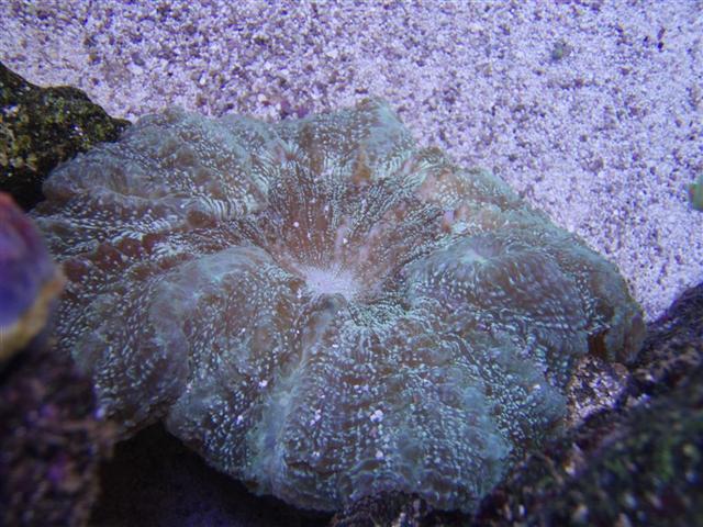 scolymia