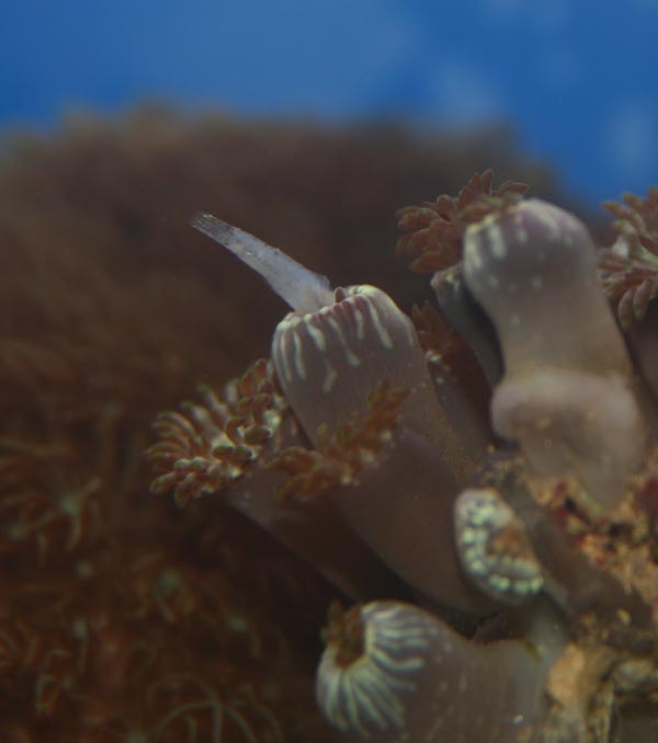 Palythoa sp. der har snuppet en snack i form af en lille fisk, der var blandt de frosne mysis.