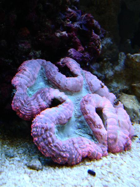 Lobophyllia 2.JPG