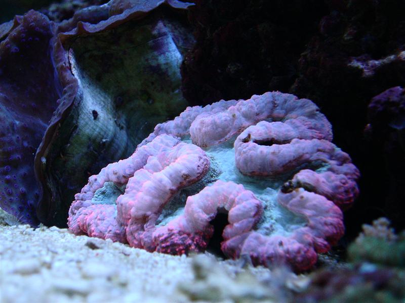 Lobophyllia.JPG