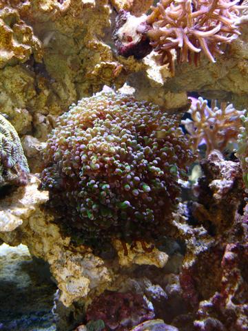 Frogspawn.JPG