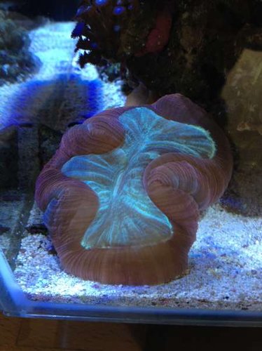 Strutter den af sundhed eller hvad?