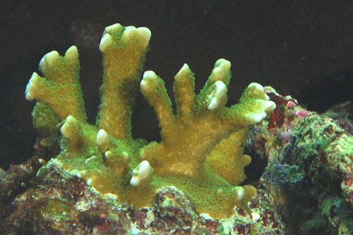 Montipora Digitata (gul).jpg