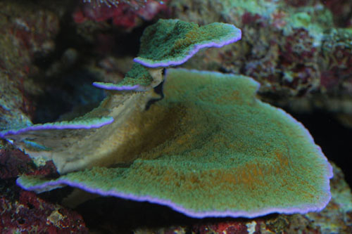 Montipora (grøn).jpg