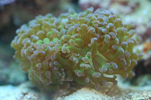 Euphyllia.jpg