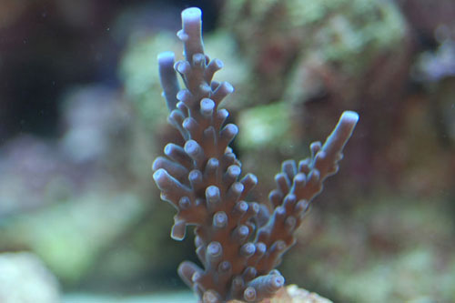 Acropora   (lilla).jpg